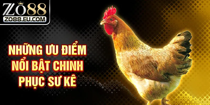Những ưu điểm nổi bật chinh phục sư kê 